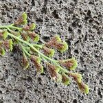 Asplenium ruta-muraria Fruit