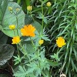 Trollius chinensis फूल