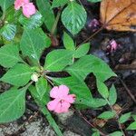 Impatiens flaccida Diğer