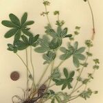 Alchemilla pallens Hábitos