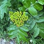 Sorbus scopulina Hedelmä