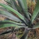 Agave salmiana 整株植物