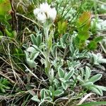 Antennaria dioica 形态