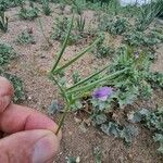 Vicia bithynica Leaf