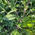 Silene colorata Blatt