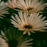 Cleretum bellidiforme Flower
