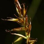 Carex pyrenaica Fruit