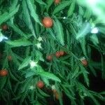 Solanum pseudocapsicum Fruit