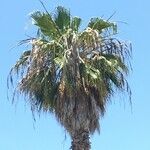 Washingtonia filifera Hábitos