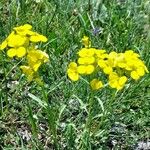 Erysimum rhaeticum Habit
