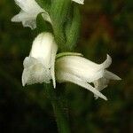 Spiranthes ochroleuca Fleur