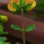 Calceolaria integrifolia 花