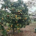 Citrus sinensis Fruit