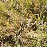 Gutenbergia rueppellii Hábito