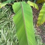 Musa mannii Leaf