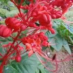 Clerodendrum japonicum Flower