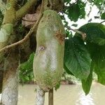 Kigelia africana Meyve