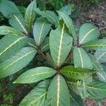 Sanchezia nobilis Folha