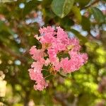 Lagerstroemia speciosa Blüte