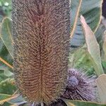 Banksia robur Blomst