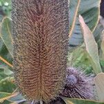 Banksia robur फूल