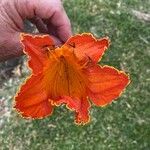 Spathodea campanulata Цвят