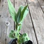 Centaurea montana Ліст