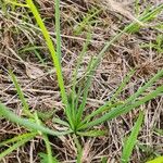 Bulbine abyssinica Folha