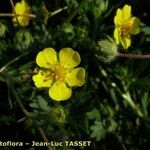 Potentilla inclinata പുഷ്പം