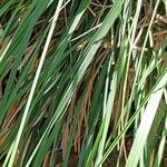 Deschampsia cespitosa Blatt