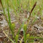 Carex extensa പുഷ്പം