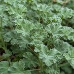 Pelargonium odoratissimum List