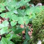Euphorbia dulcis Hábito