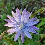 Lactuca perennis Fiore