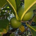 Atractocarpus fitzalanii Fruit