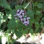 Pericallis papyracea Floro