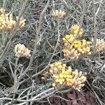 Helichrysum italicum Blomst