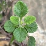 Teucrium flavum Blatt