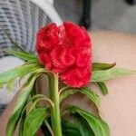 Celosia argentea Кветка