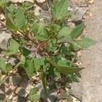 Cleome rutidosperma Hábito