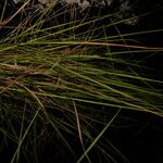 Trachypogon plumosus Leaf