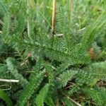 Achillea millefolium Leaf