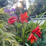 Crocosmia x crocosmiiflora Flor