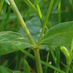 Stellaria alsine Blad