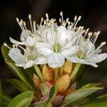 Rhododendron columbianum Flor