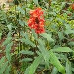 Hedychium greenii Leaf