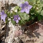 Campanula isophylla Leaf