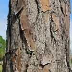 Pinus elliottii 树皮