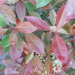 Photinia glabra Blad