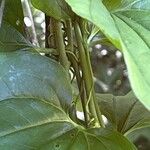 Smilax tamnoides Blatt